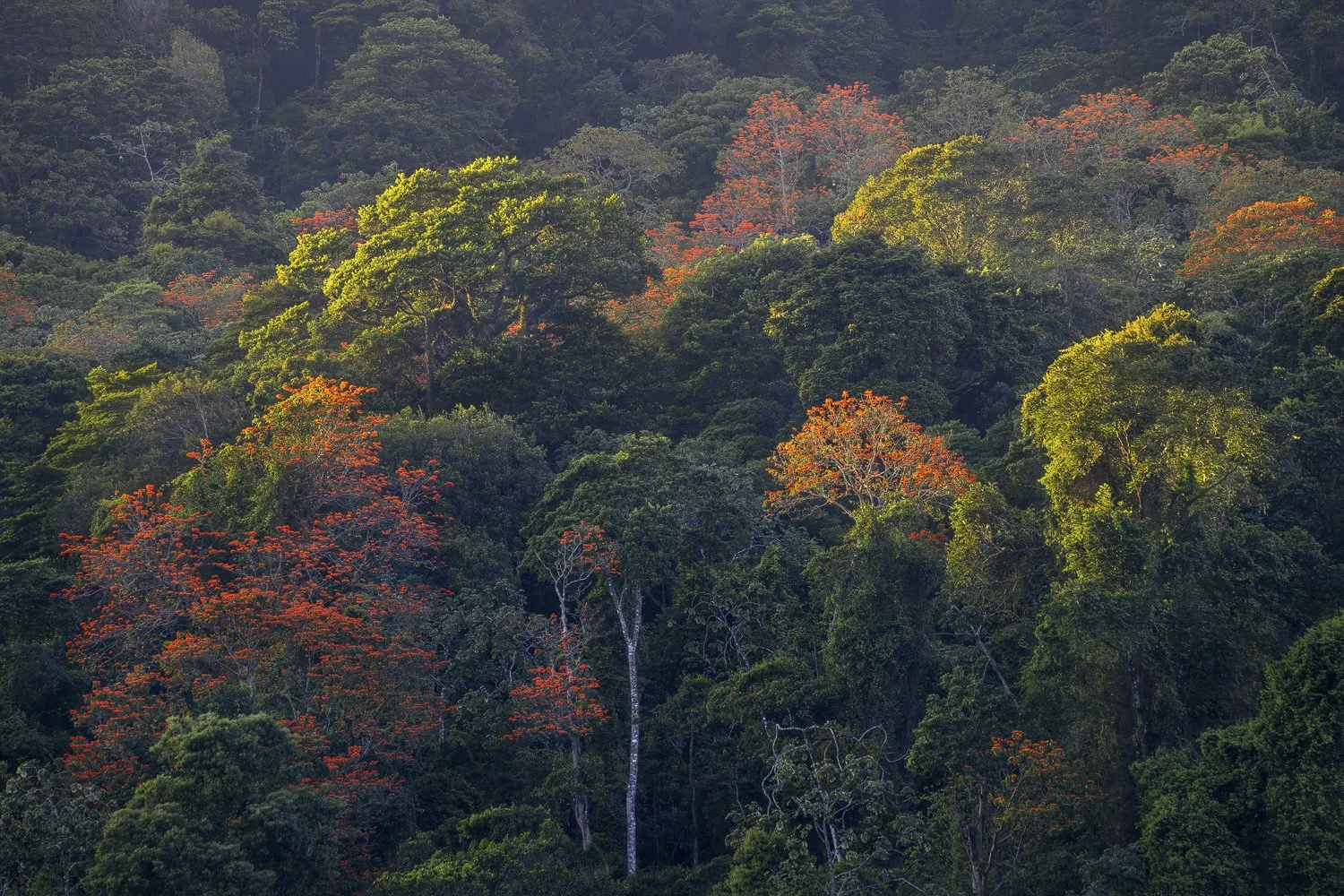 "Nature's tapestry" 
Flattering golden hour light and the addition of the blooming Immortelles dotting the Arima-Blanchisseuse, Trinidad hillsides interspersed with the lush forests created such a beautiful intricate tapestry.