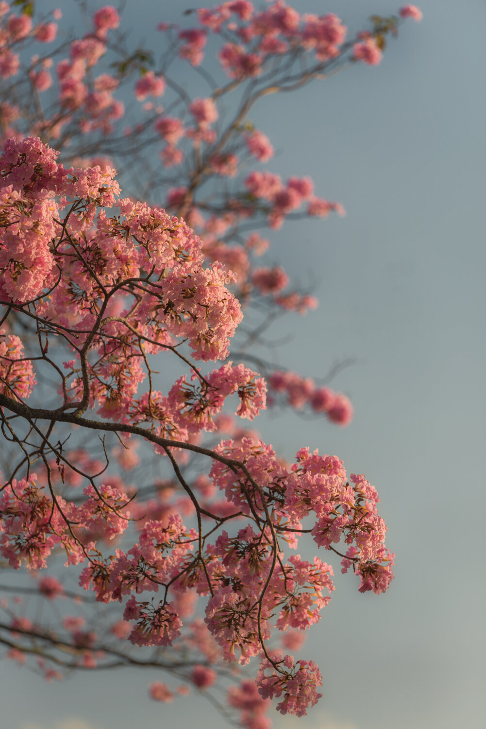 "Poui blossoms catching morning light" 2021.