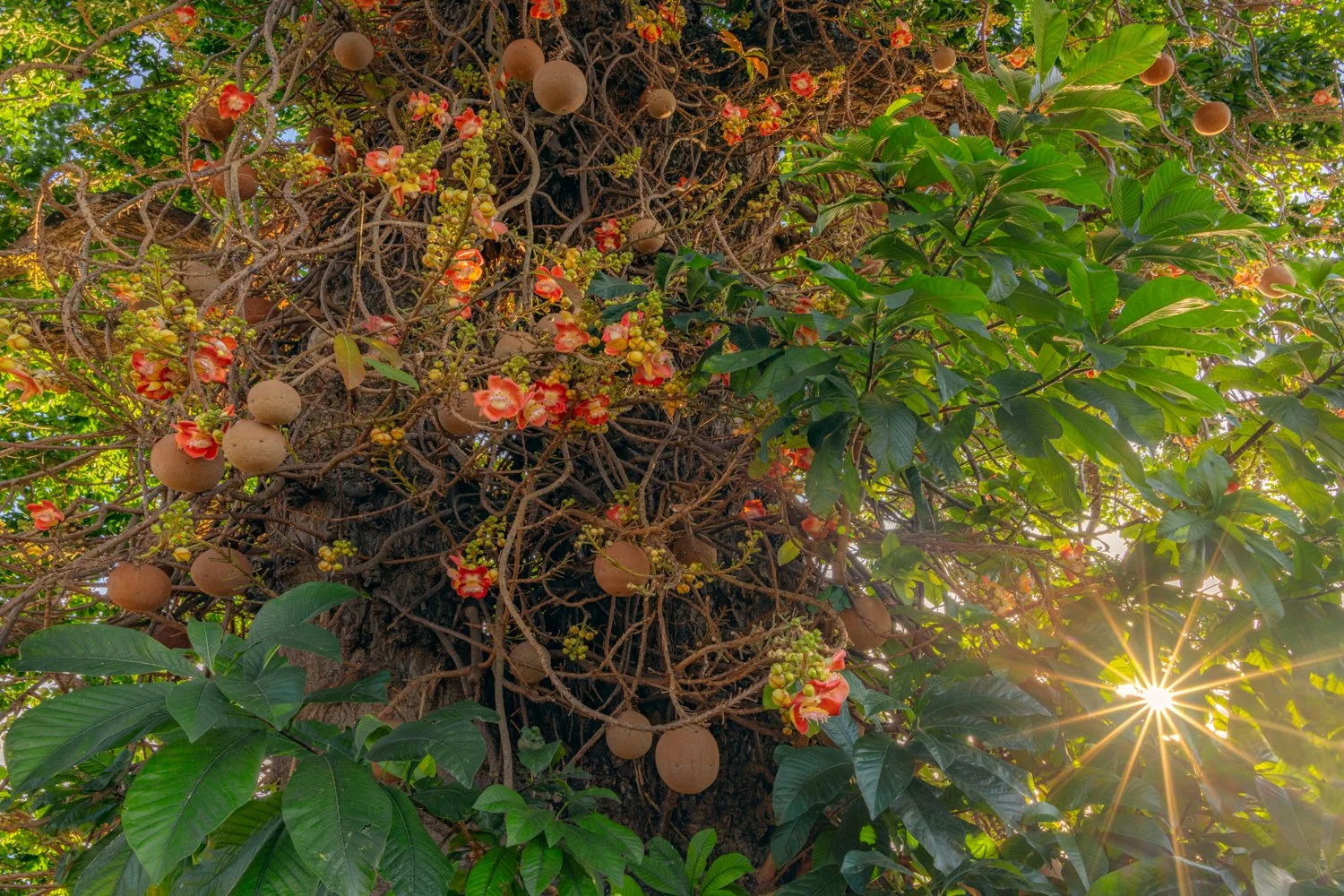 "The Cannonball tree" 2024.
The sunlit majesty depicted of a flowering Cannonball tree in the Queens' Park Savannah, Port of Spain, Trinidad.
