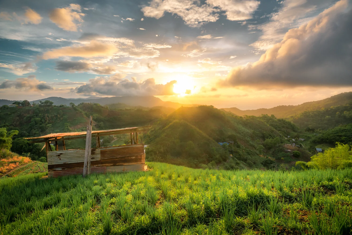 "Sunlit hilltops" 2019.
