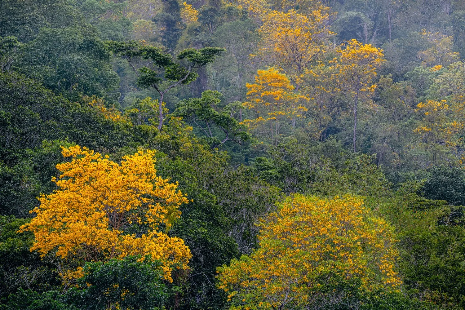 “Blooming embers” 2022

I found the trees and their varied stages of flowering in this frame to be rather interesting, additionally I loved the form of the green tree in the central portion of the frame and how it stood out against all of the dense f