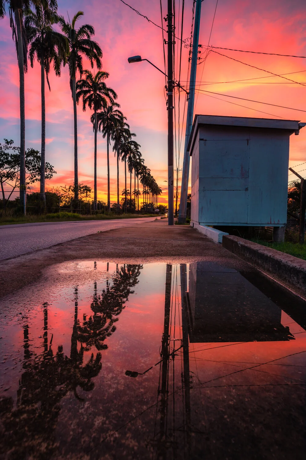 "Tropical Convergence" 2018. Waterloo Road, Trinidad.