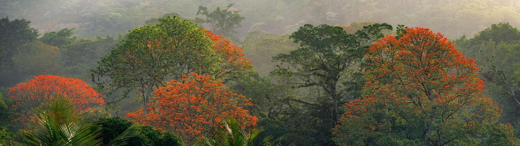 "Blossoming Immortelles in morning light" 2021. A panoramic view of Immortelle Trees in a mix of a foggy morning and golden sunlight, Santa Cruz, Trinidad.