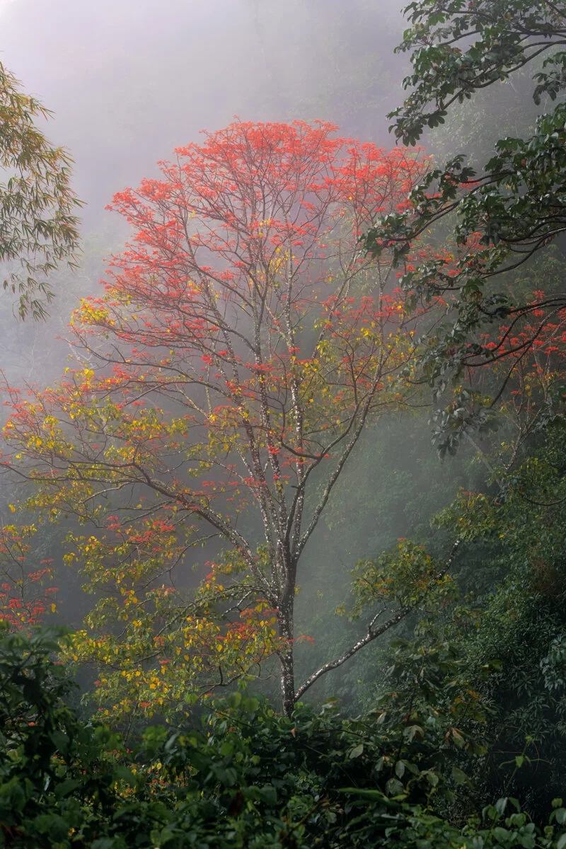 "Hidden in plain sight" 2021. Northern Range, Trinidad. 
An Immortelle Tree is shrouded in mist behind dense foliage but its vibrant blooms reveal its presence.