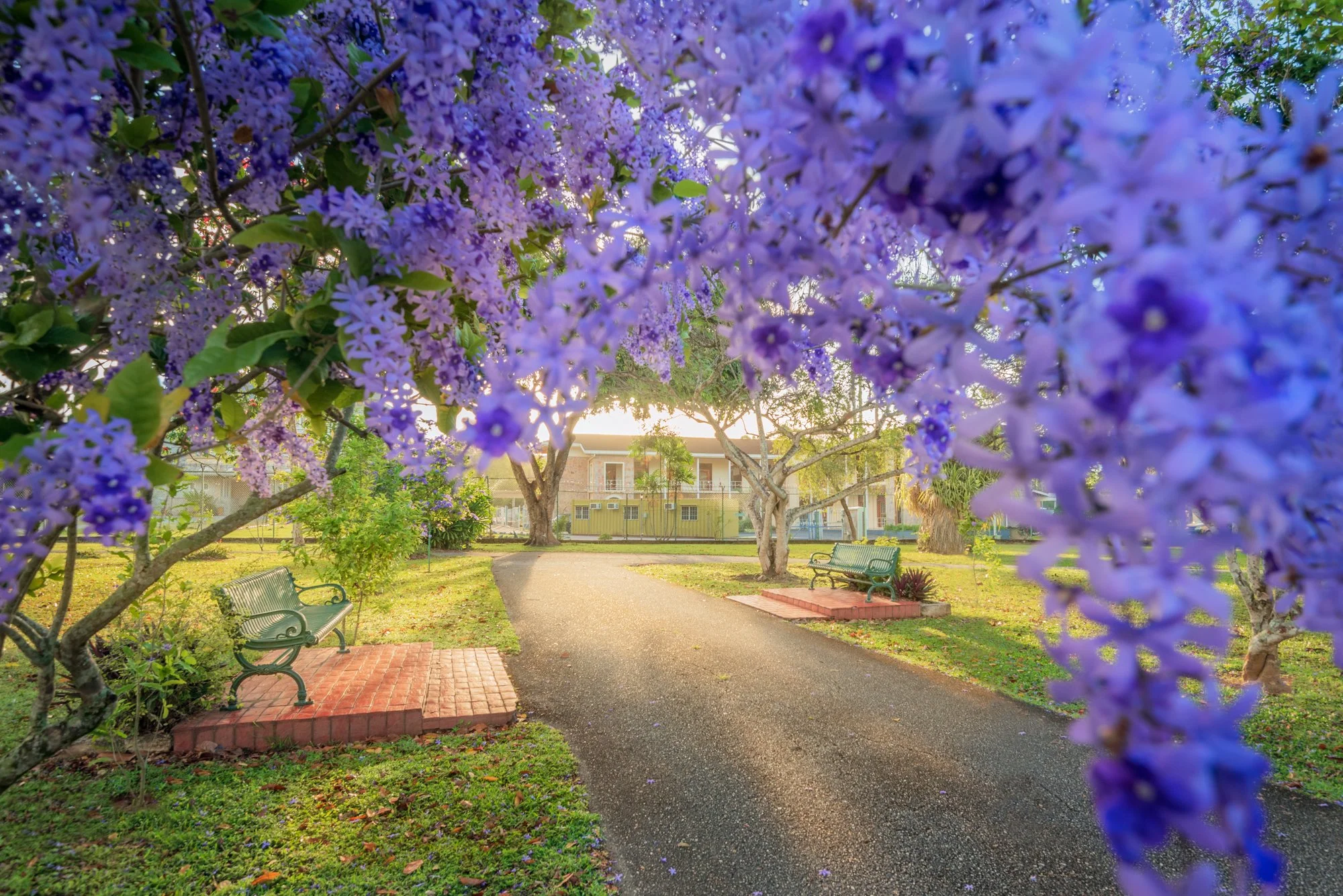 “Purple Petrea pop” 2021. Royal Botanic Gardens, Port of Spain, Trinidad.