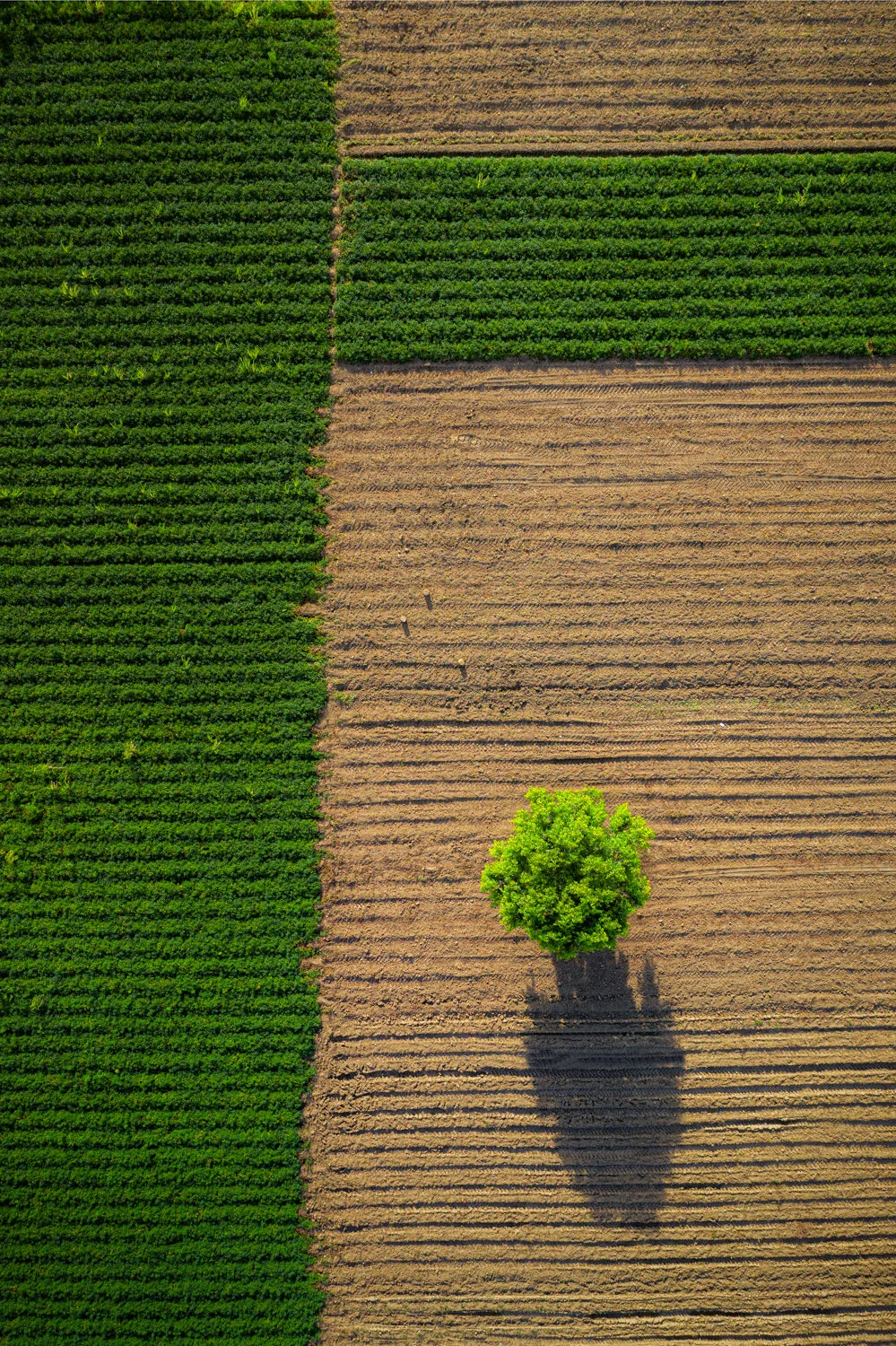 "Agricultural Art" 2019. Chaguanas, Trinidad.