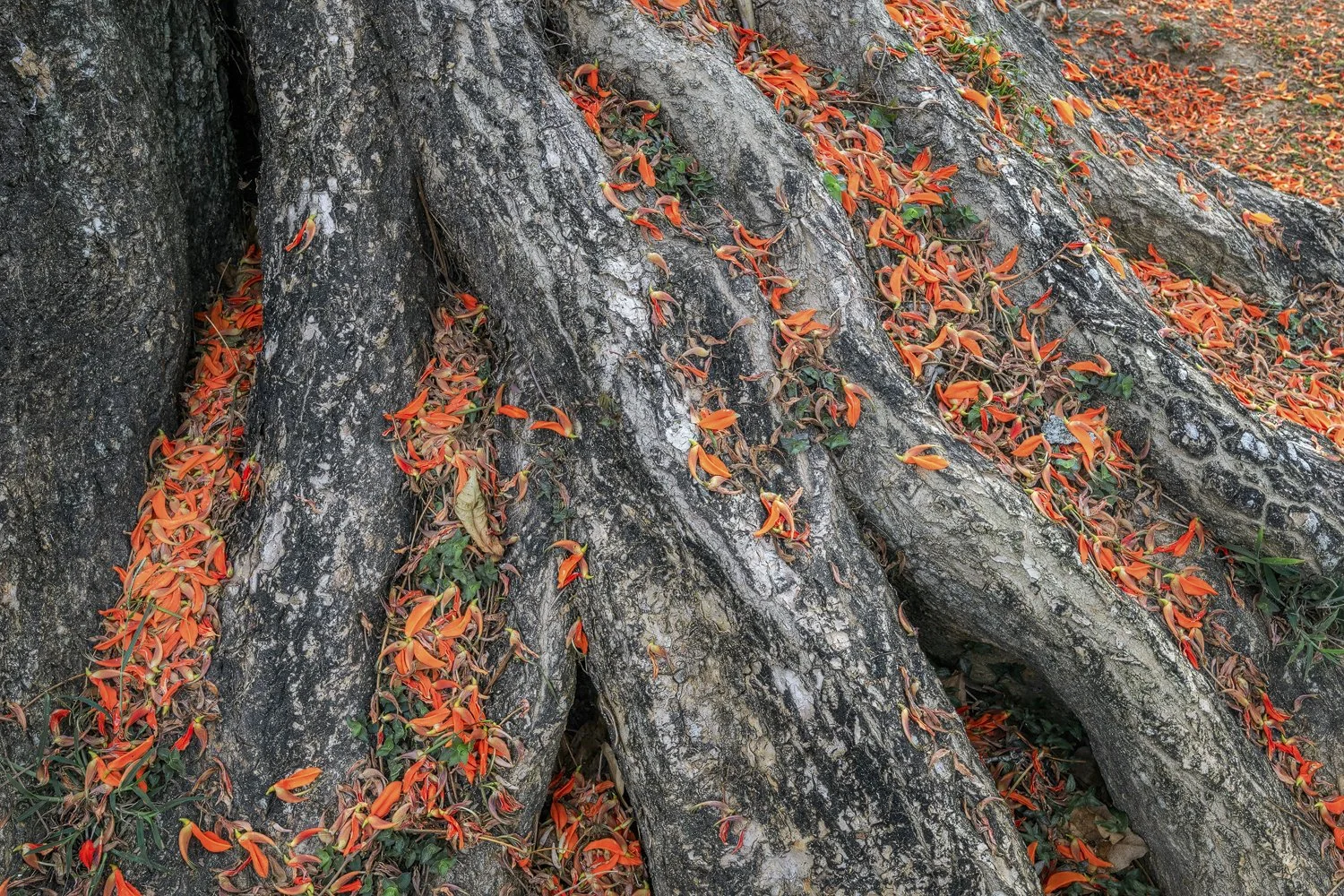 "Interwoven"
The roots of this majestic Immortelle tree is graced with a carpet of prominent fallen flowers, seemingly newly occurred having a fresh and untampered appearance. The attraction of the repeating patterns and colour contrast made this ima