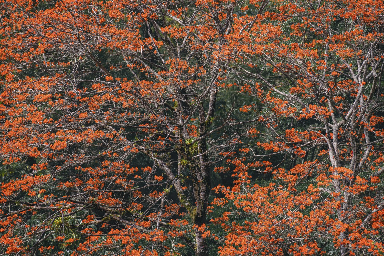 "Immersion"
One of the most engaging blossoming Immortelles I have ever seen, was used to fill this frame with an immersion of blossoms which clearly were at their peak at the time of this capture. This conveyed a sense of being immersed in the tree 
