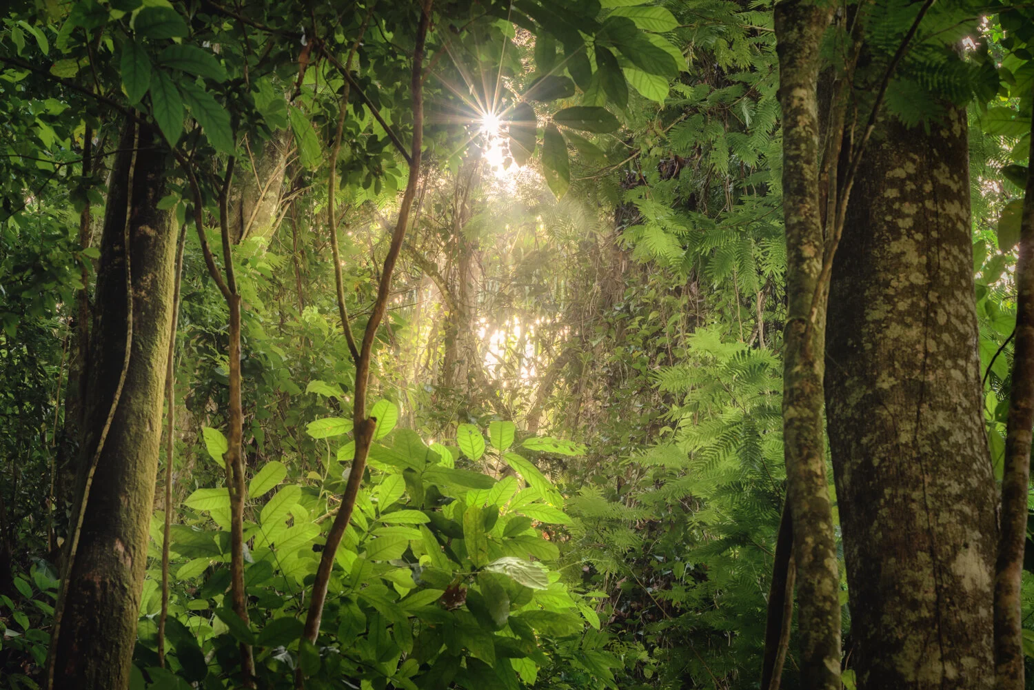 "Enchanted Forest" 2020. In the forests around Toco, Trinidad.