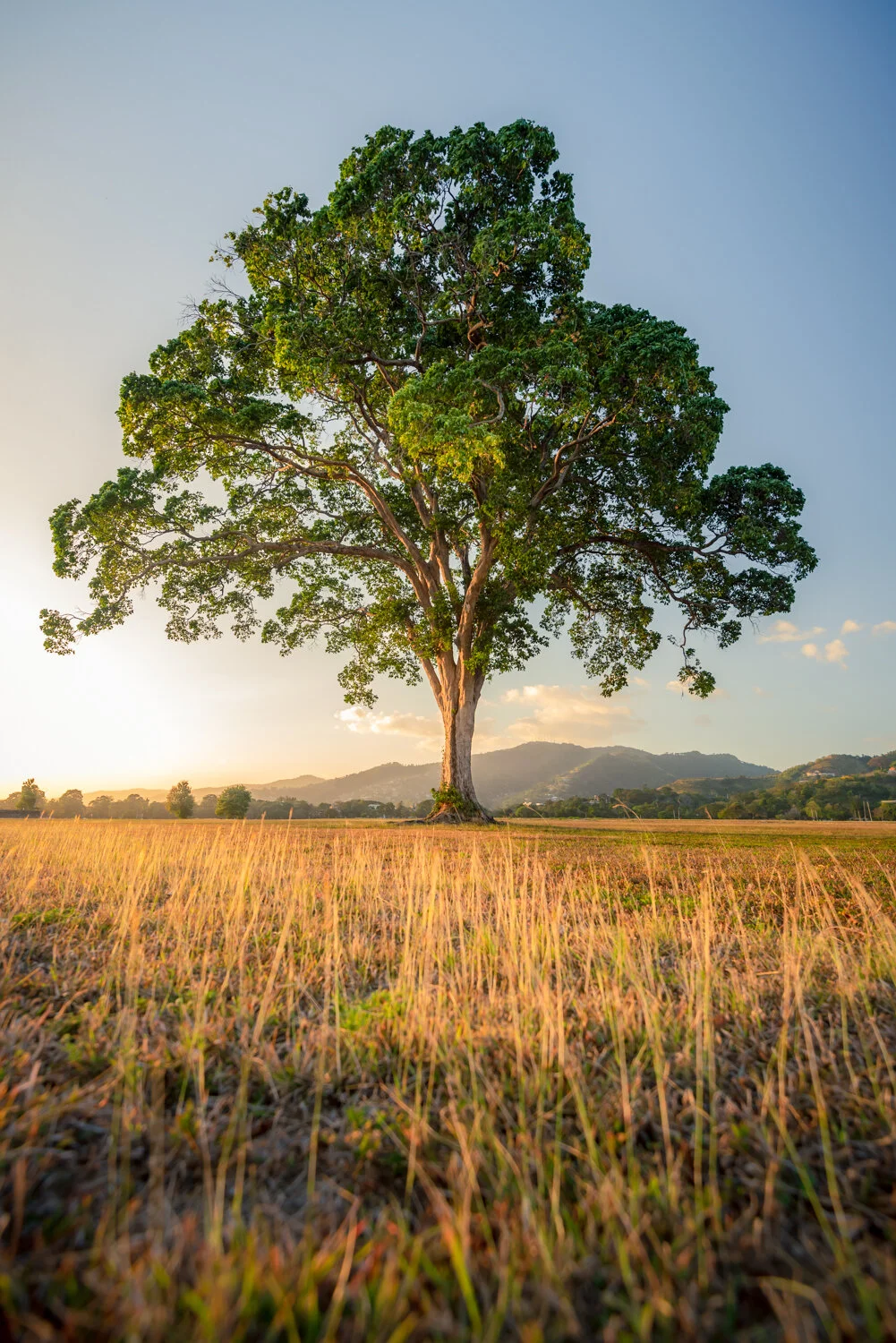 "Golden light and the lone tree" 2019. Queen's Park Savannah, Port of Spain.