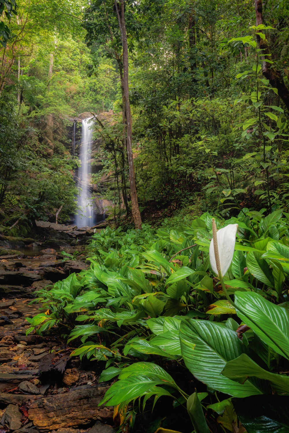 "Pristine Avocat Falls" 2020: Located in Avocat Village just off the Arima/Blanchisseuse Road.