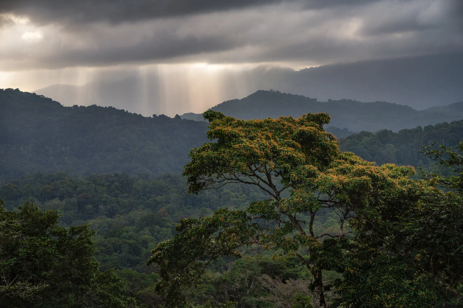 "Clouded mountain tops" 2021. Northern Range, Trinidad.