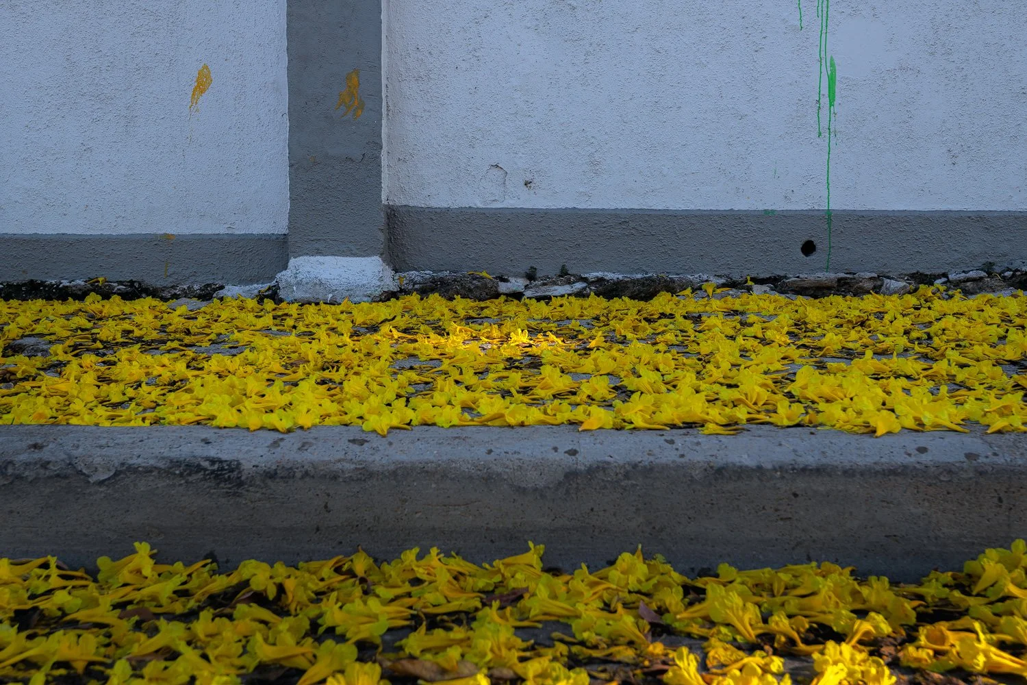 "Yellow sidewalks and streets" 2024. Poui flower petals everywhere while roaming the streets of St. Clair looking for a photo op earlier in April during the peak of the Poui trees in bloom.