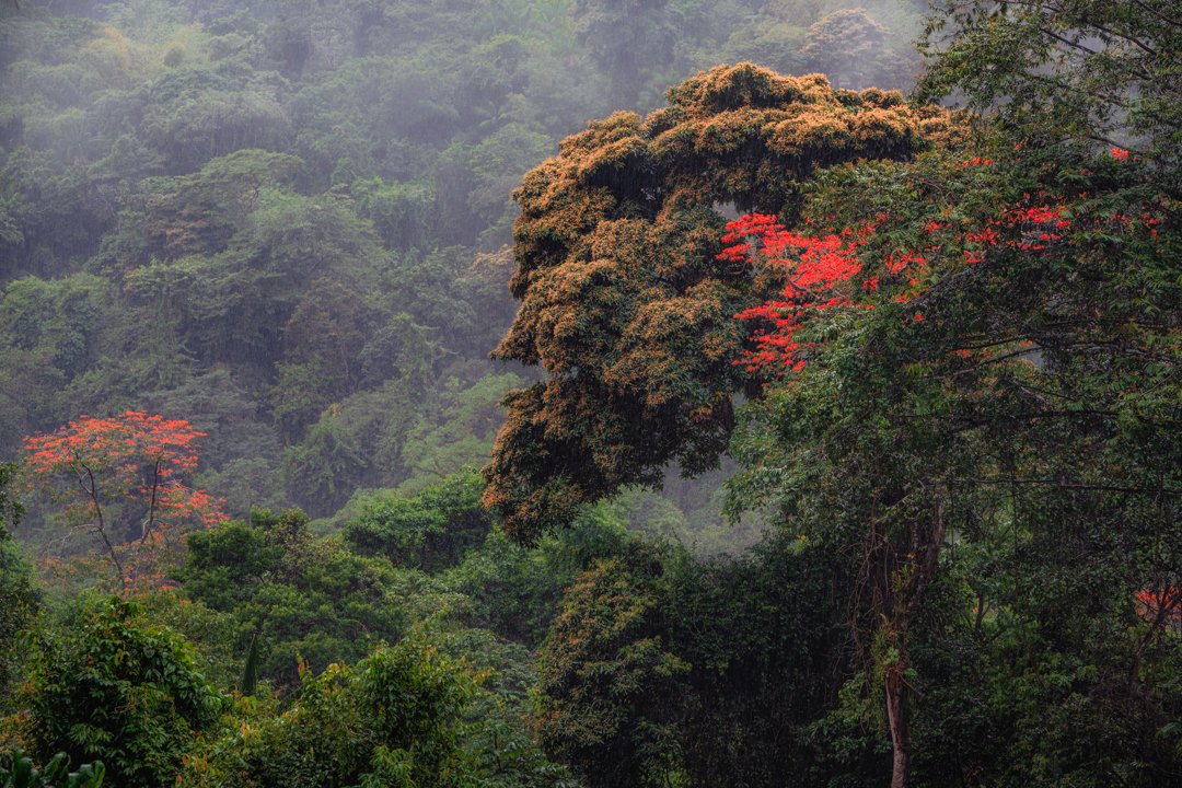 "Rainy days with the Immortelles" 2021. Photographing the lush forests and blooming Immortelles in driving rain and misty conditions in Trinidad's Northern range
