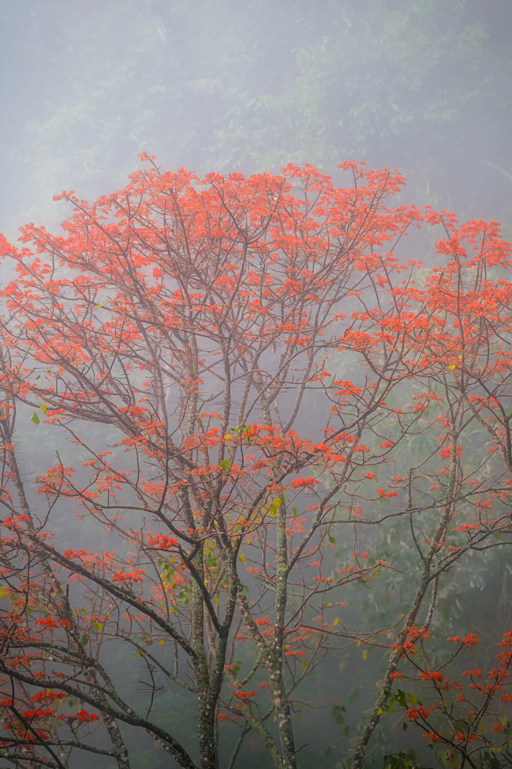 "Misty blooms of fire" 2021. An Immortelle tree's blossoms stand out among the mist on the North Coast Road, Trinidad.