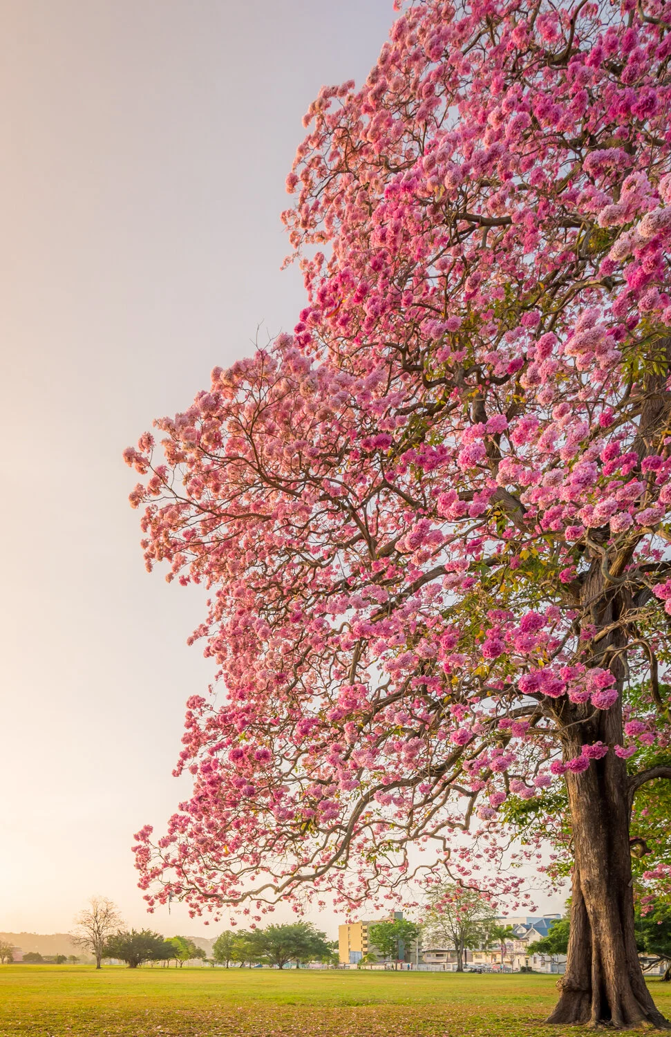 "Pink Poui morning" 2017: A glorious pink Poui tree stands in the morning light. Queen's Park Savannah, Port of Spain. 