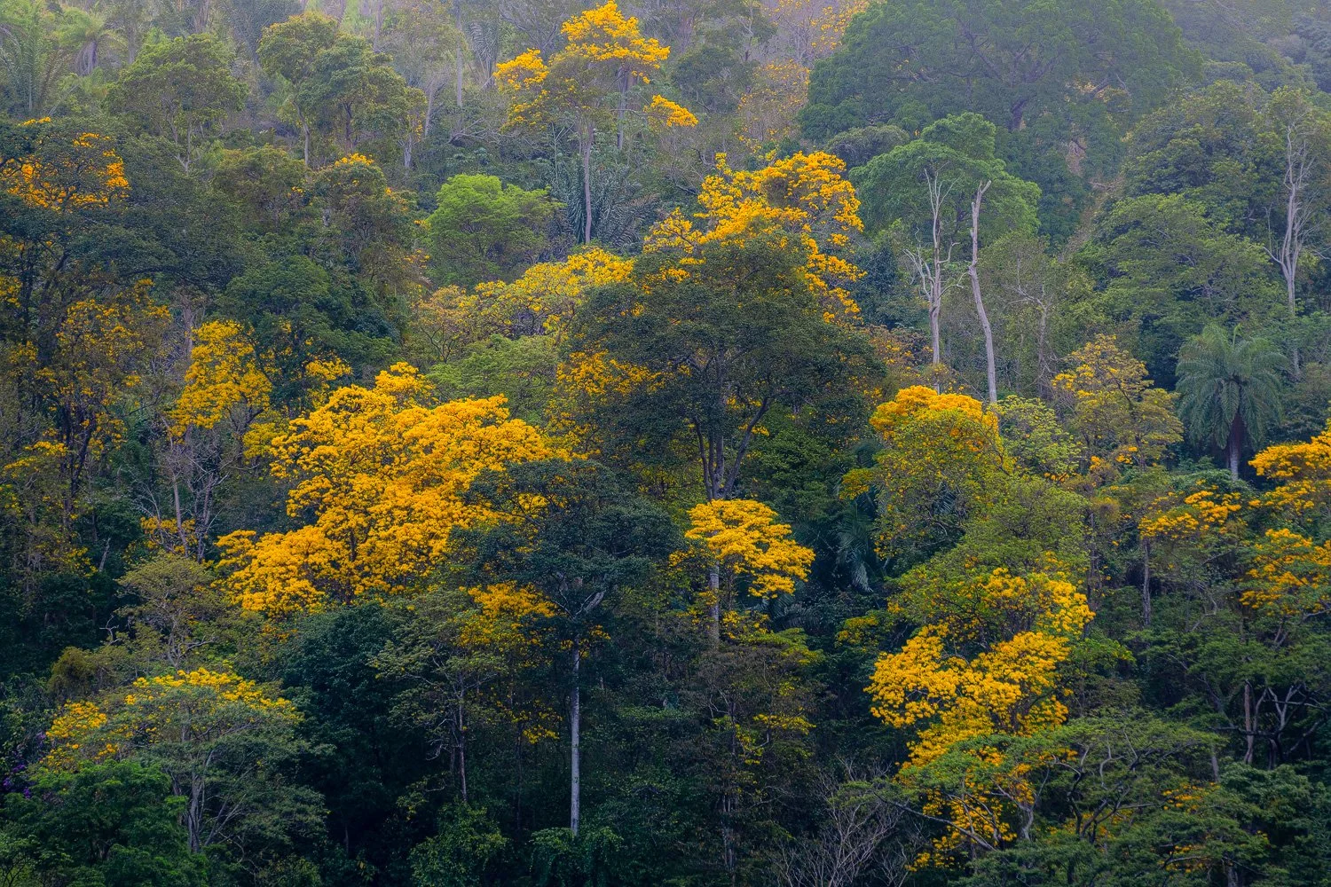 “Engulfed” 2022.
The yellow poui tree, Tabebuia chrysantha, apart from public spaces, can initially be seen scattered and isolated about the hillsides. Then in a matter of days this will give way to numerous trees in groups of yellow outnumbering the