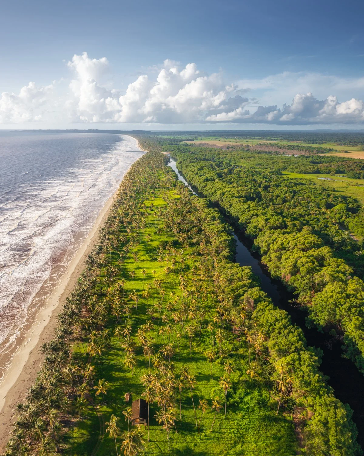 "Verdant greens in morning sunshine", 2020. Manzanilla, Trinidad, from above.