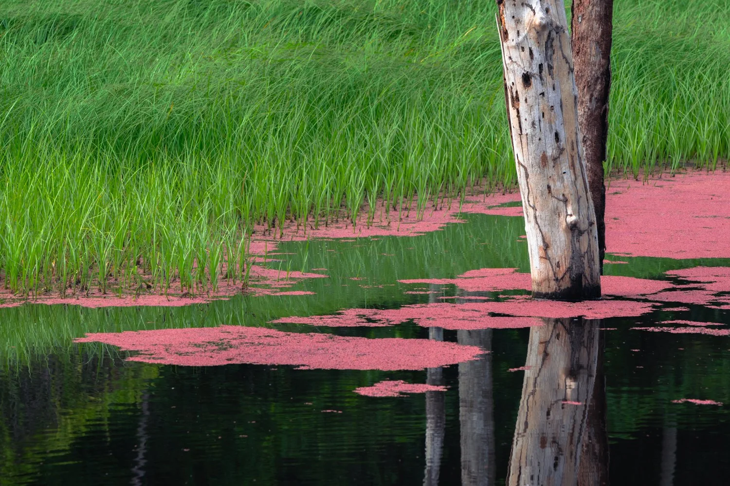 "Quiet pond" 2021