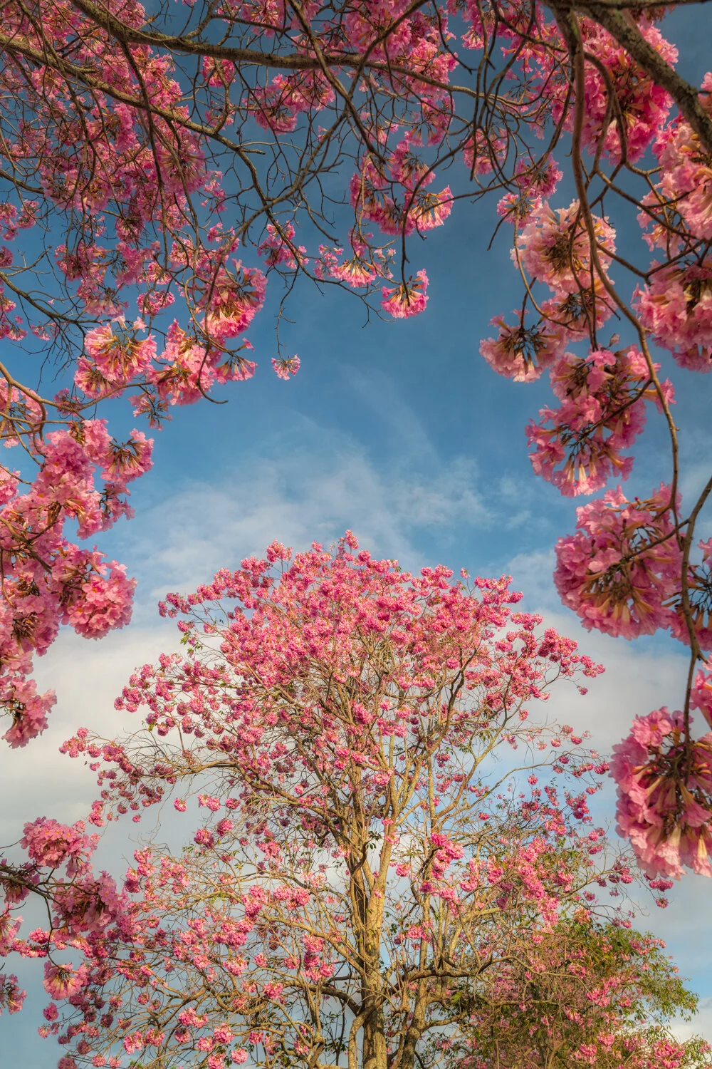 "Natural frame" 2021. Pink Poui Trees blooming in Central Trinidad at the Caroni Flyover.