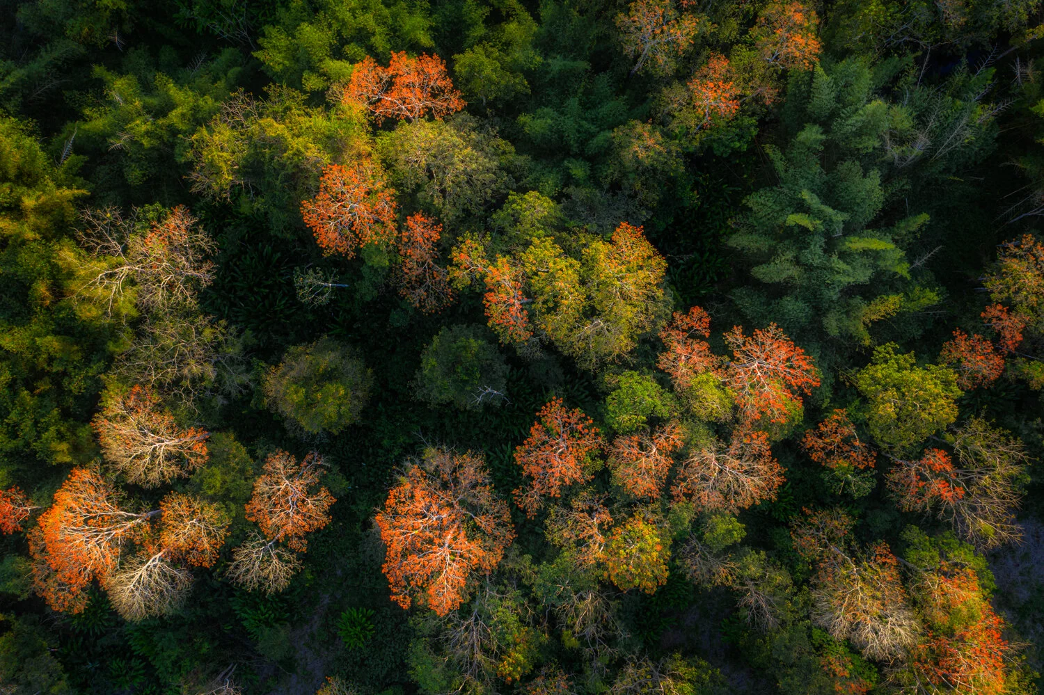"Nature's bouquet" 2021. A cluster of Immortelle Trees in bloom in the Central Range, Trinidad.