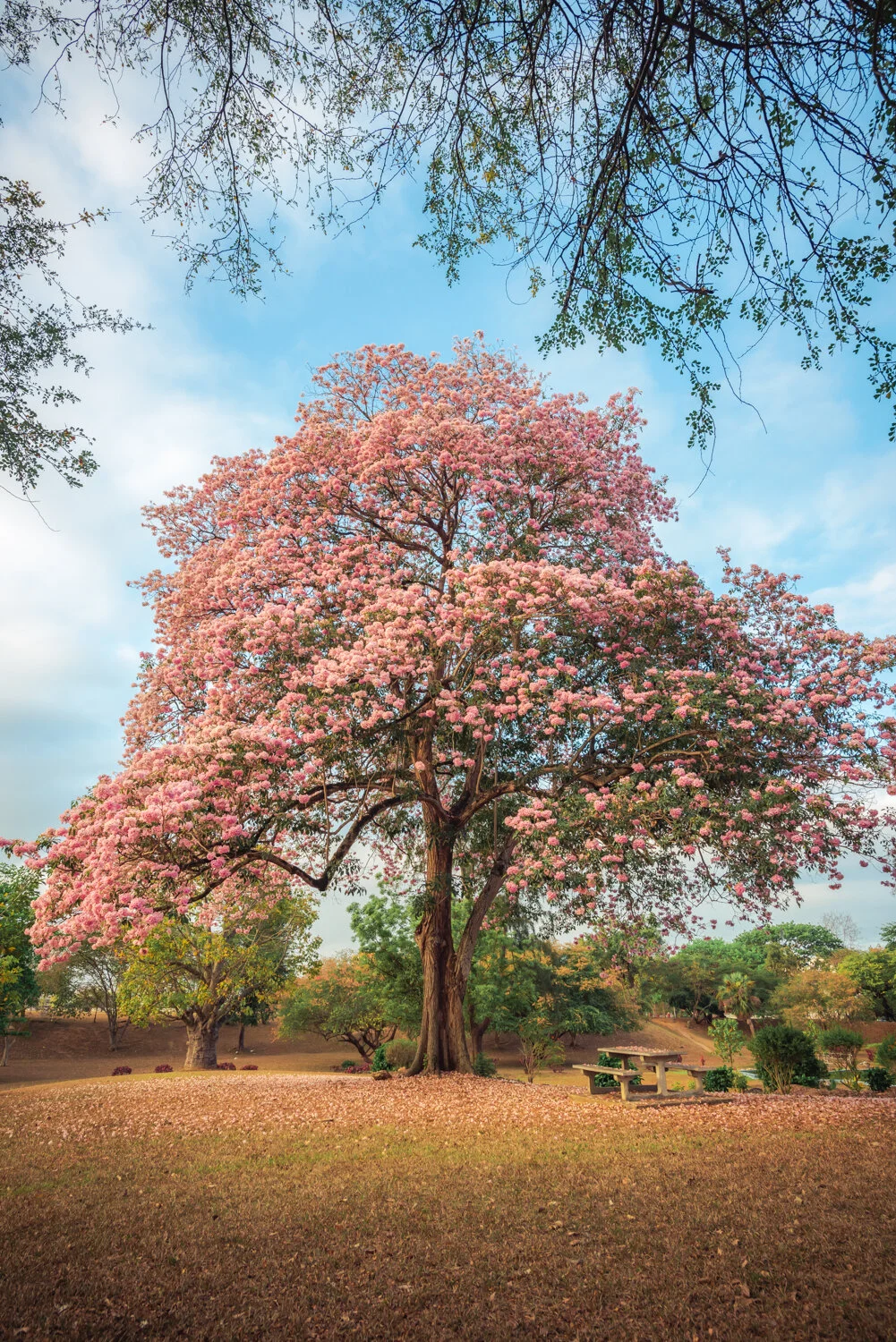 "A portrait of a pink Poui Tree" 2019.
