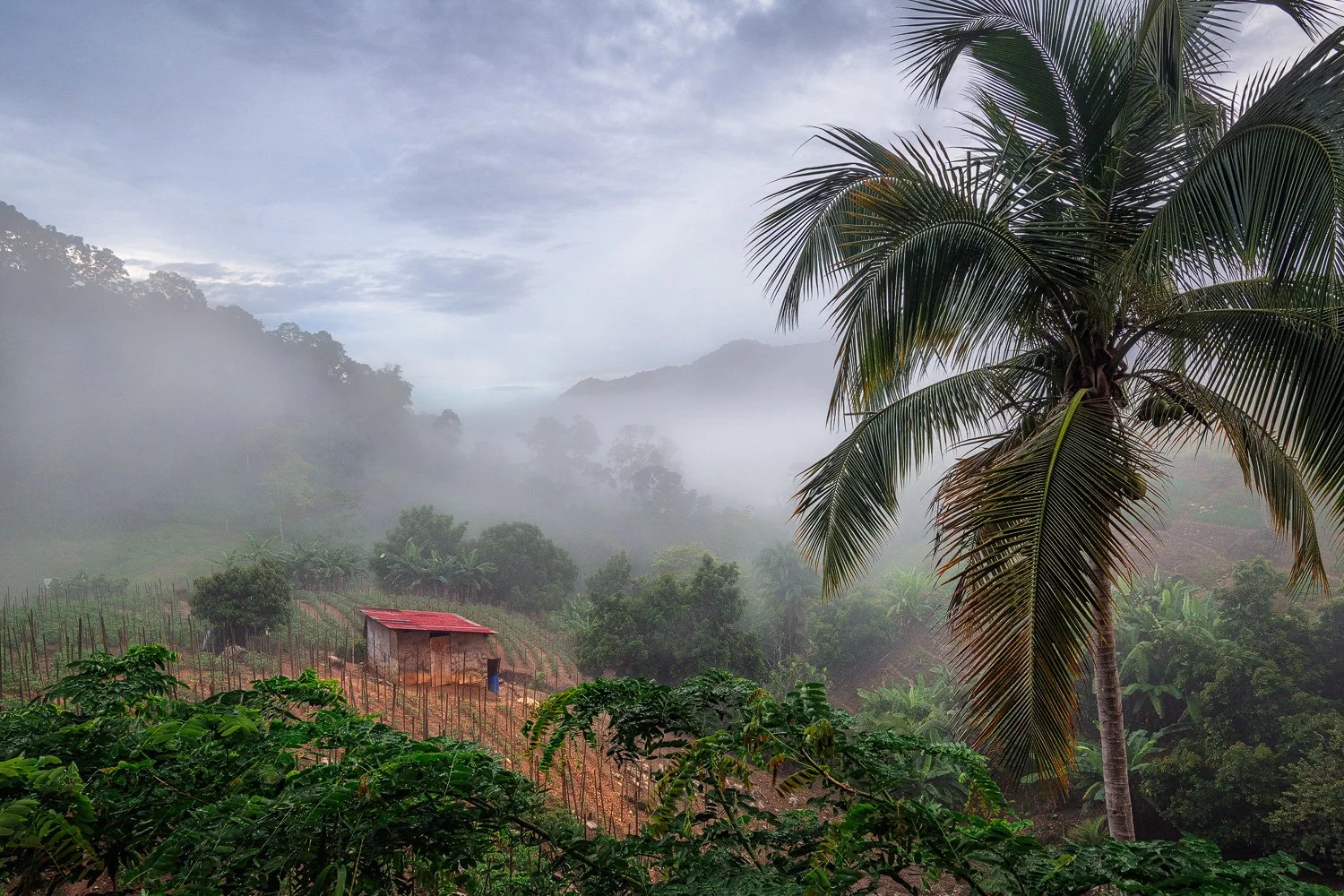 "Mystic Farmlands" 2024. A scene reminiscent of a dreamlike tale. Hillside farmlands are shrouded in swirling mist, with the distant landscape gradually revealing itself in the background. Taken from the North Coast Road, looking east toward La Pasto