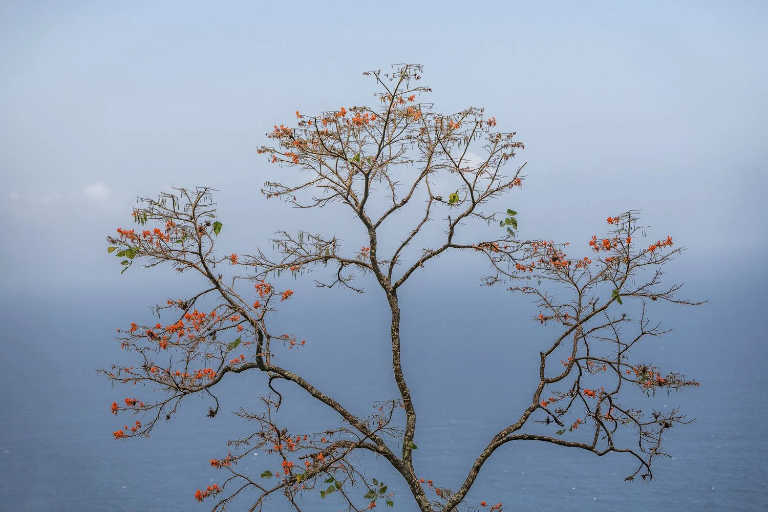 "Solitary"
A calming and serene scene was observed and waiting to be captured on this day. This Immortelle tree graced the hillside along the North Coast Road, Trinidad whereby the backdrop view of the ocean in the distance and the hazy sky allowed a