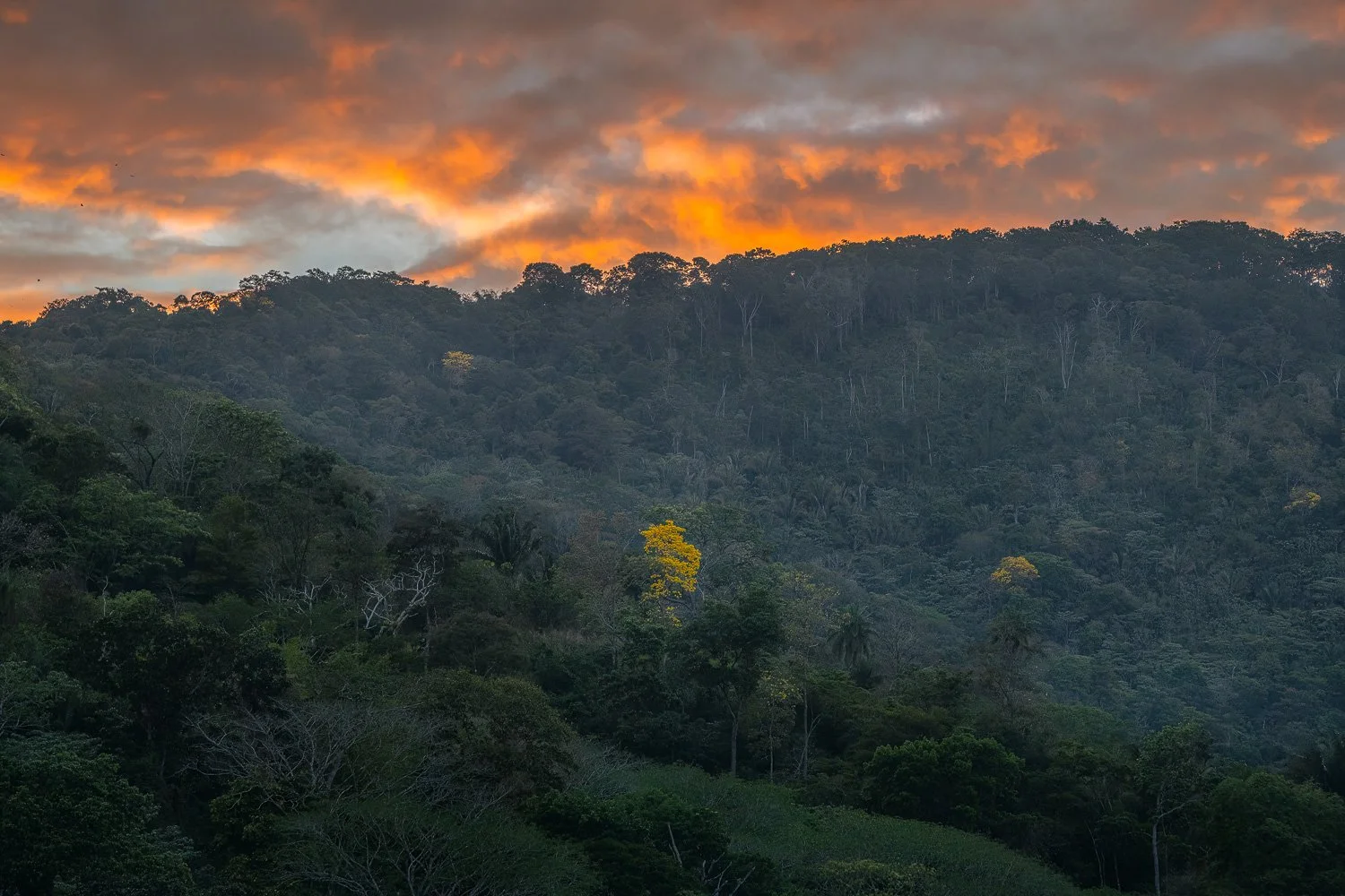 "Ignite" 2022.
It all starts with one or two on the hillsides and then in a matter of time the hillsides erupt with colour much like this beautiful sunset over the hills with a few lonesome Poui trees. Only for a short time though, as in a few days t