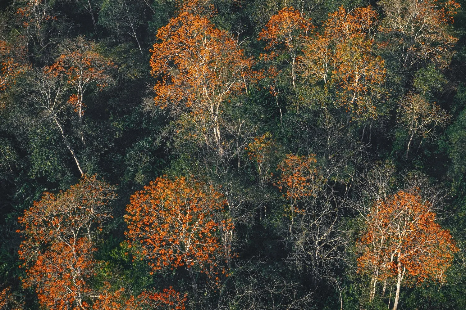 "Sticks of fire"
Abundant and vivid, these numerous Immortelle trees all in full array of flowers stood out from the surrounding forest from an aerial perspective via drone. The appearance and metaphor or fire on sticks or match sticks was unavoidabl