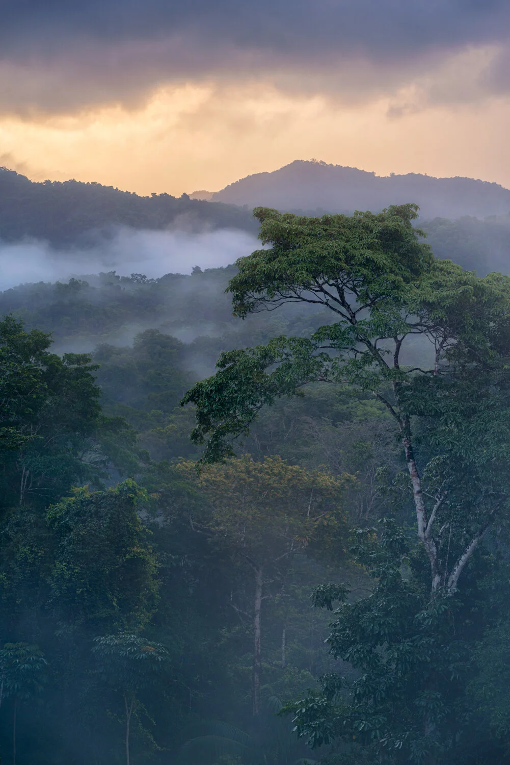 "Misty magic in the mountains" 2021. Northern range views shortly after sunrise, Trinidad.