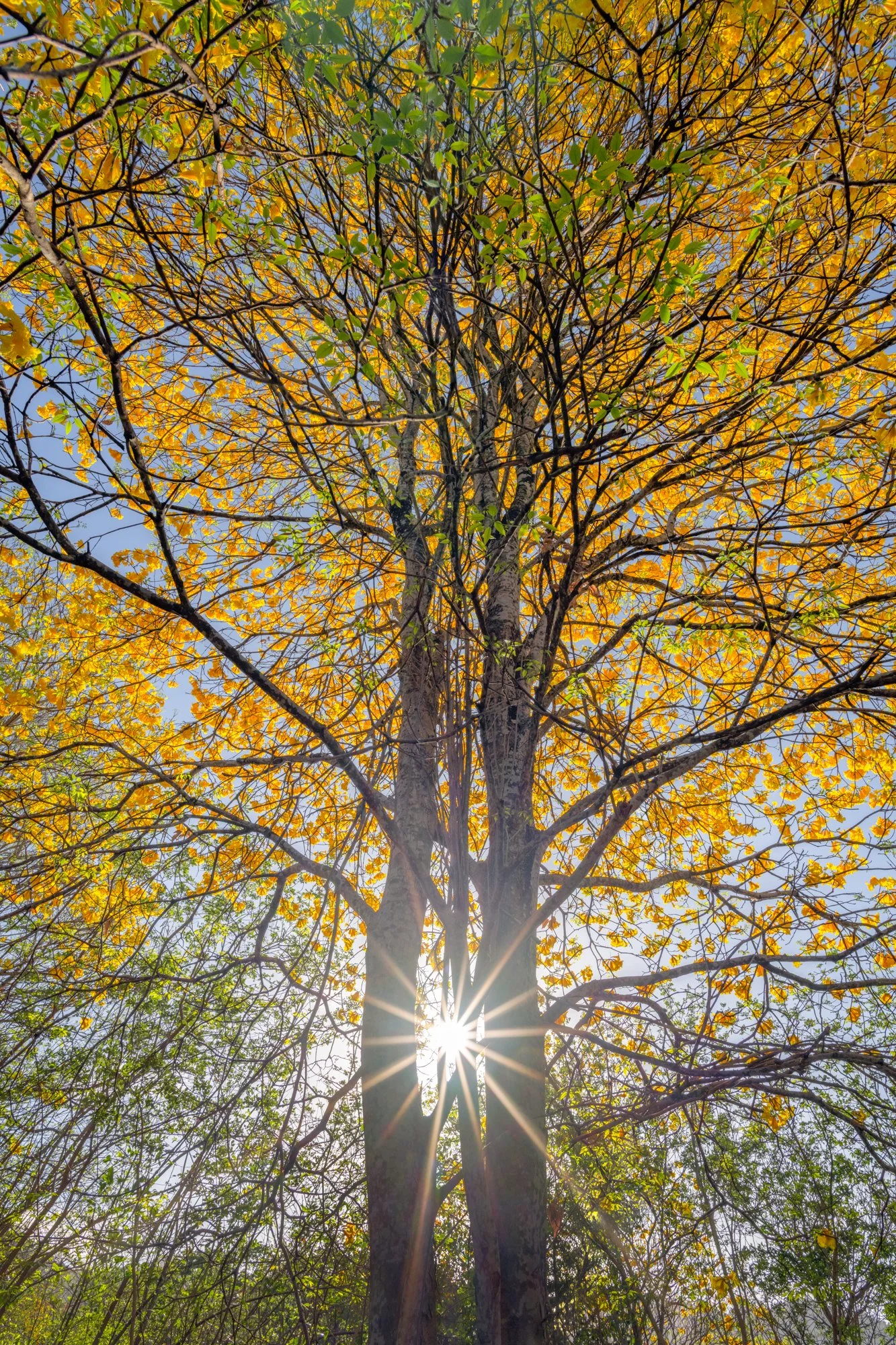 "My time to shine" 2025. A majestic Poui tree in full bloom casts an imposing figure as it stands in the morning sun amidst a widespread bloom of Yellow Pouis in May 2025.