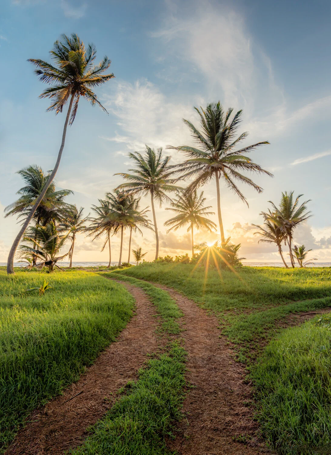 "Pathway to Paradise" 2020. Manzanilla, Trinidad.