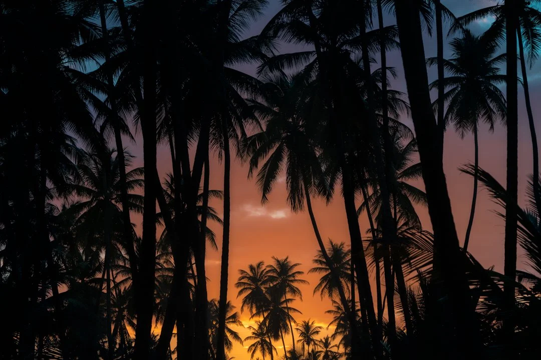 "Tropical state of mind" 2021. Coconut trees dotting the skyline as if they were high rise buildings in a downtown mega city. Manzanilla-Mayaro scenery during a flattering golden hour