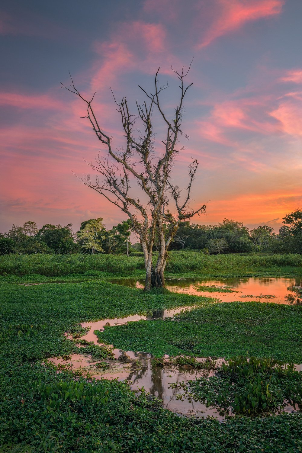 "Disrobed" 2022. A bare tree stands out from the surrounding lush vegetation and tress in the background as an explosion of colour unfolds on an evening spent at a wetland located in southern Trinidad.