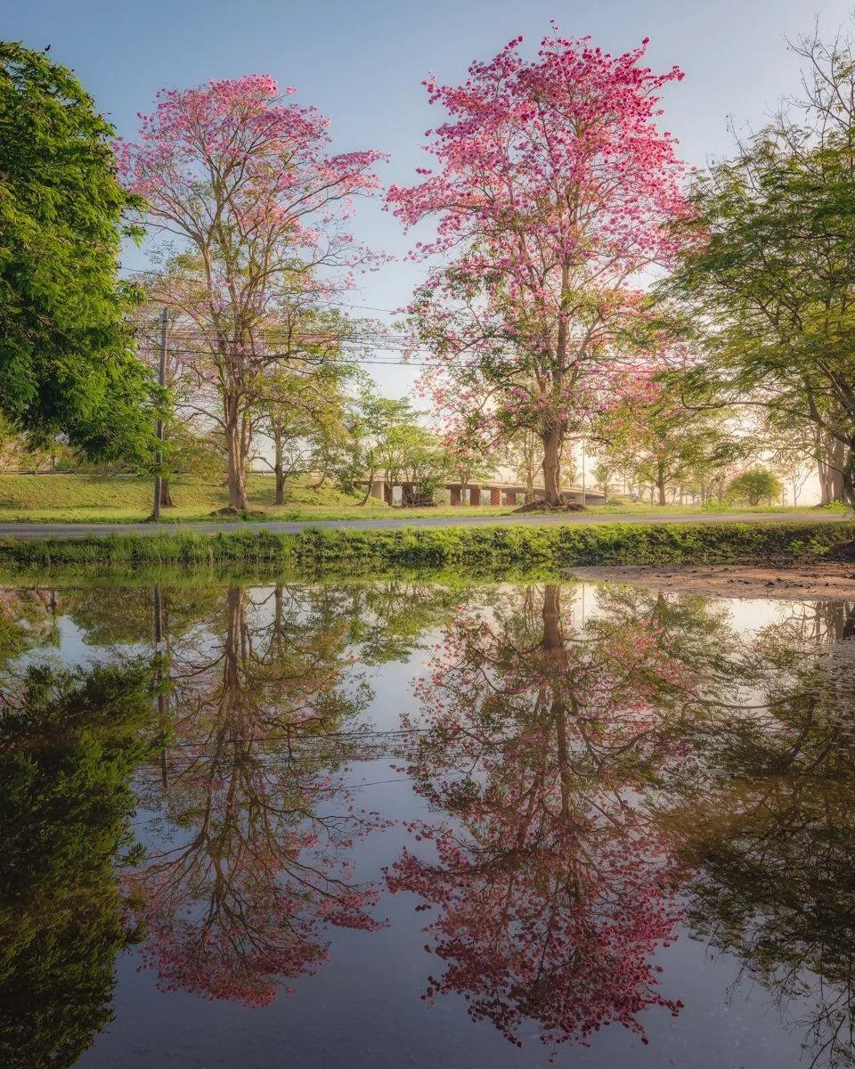 Poui Tree Reflections" 2021. 