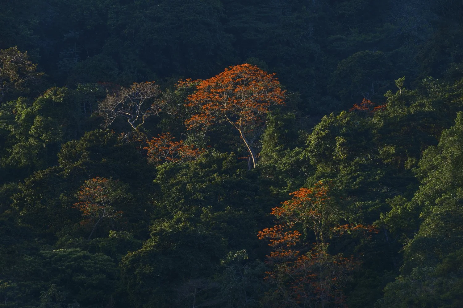 "Emergent"
Standing out from the surrounding trees an Immortelle tree seems to emerge from the shadows and bask in the evening light in this dramatic frame.