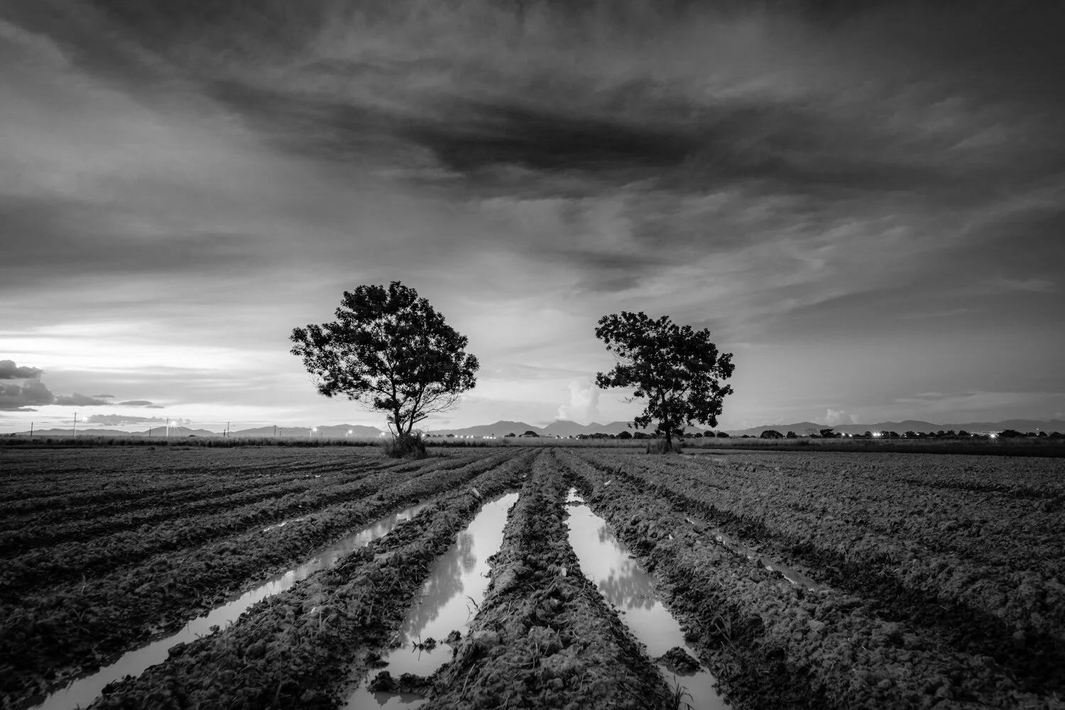 Just the Two of Us" 2018. Central Trinidad farmlands.