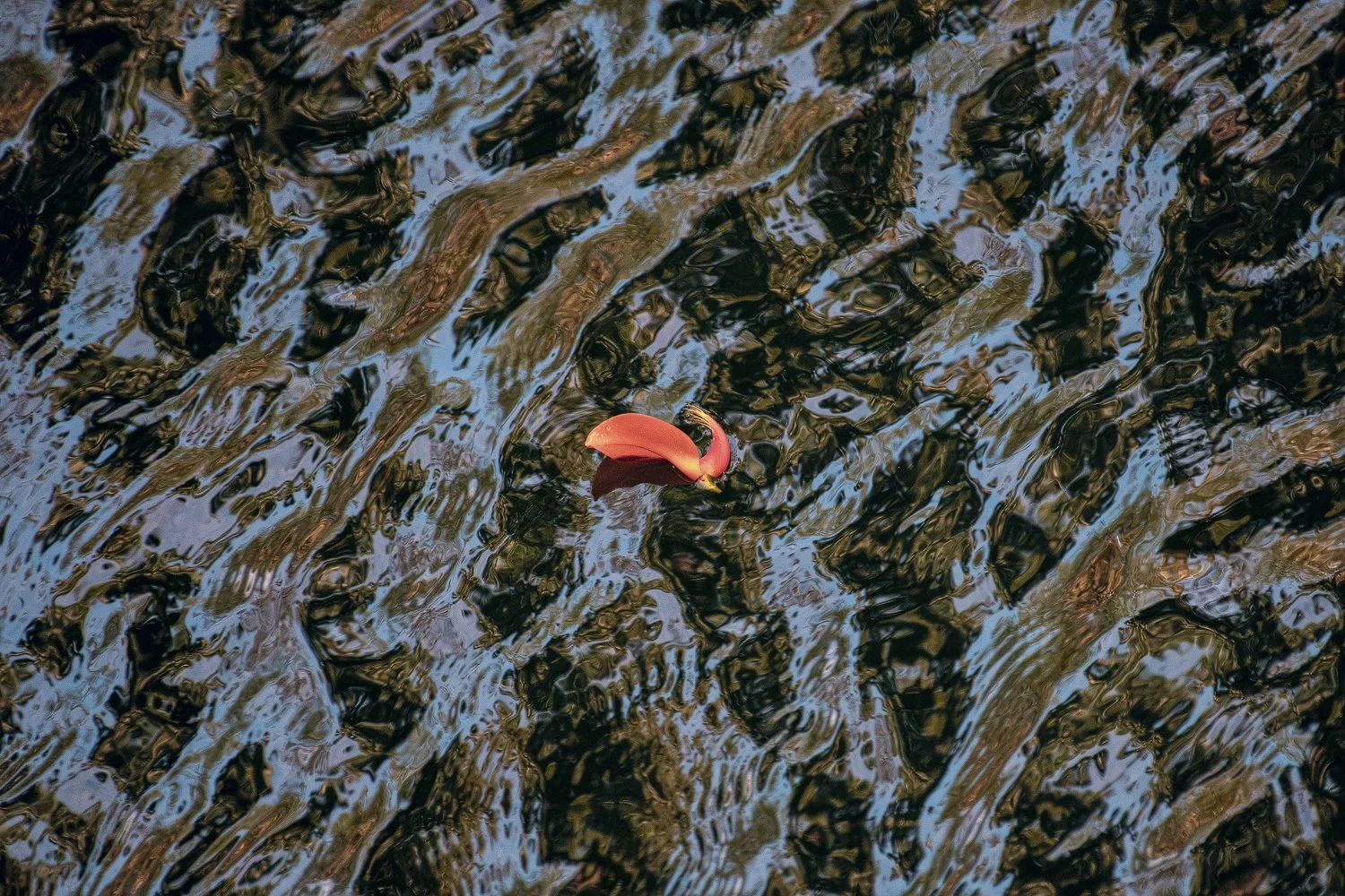 "A new journey"
A lone blossom, once adorning an Immortelle tree, drops into the Marianne River below, in Blanchisseuse, Trinidad, as it rides on a journey to the ocean. The ripples and textures created by the water and the reflections created an int