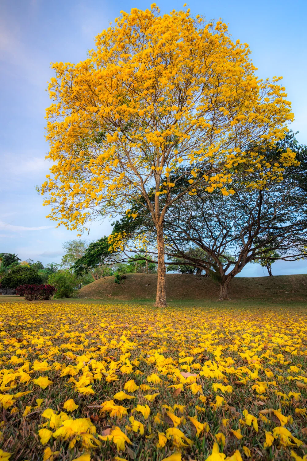 "Magic carpet" 2018.