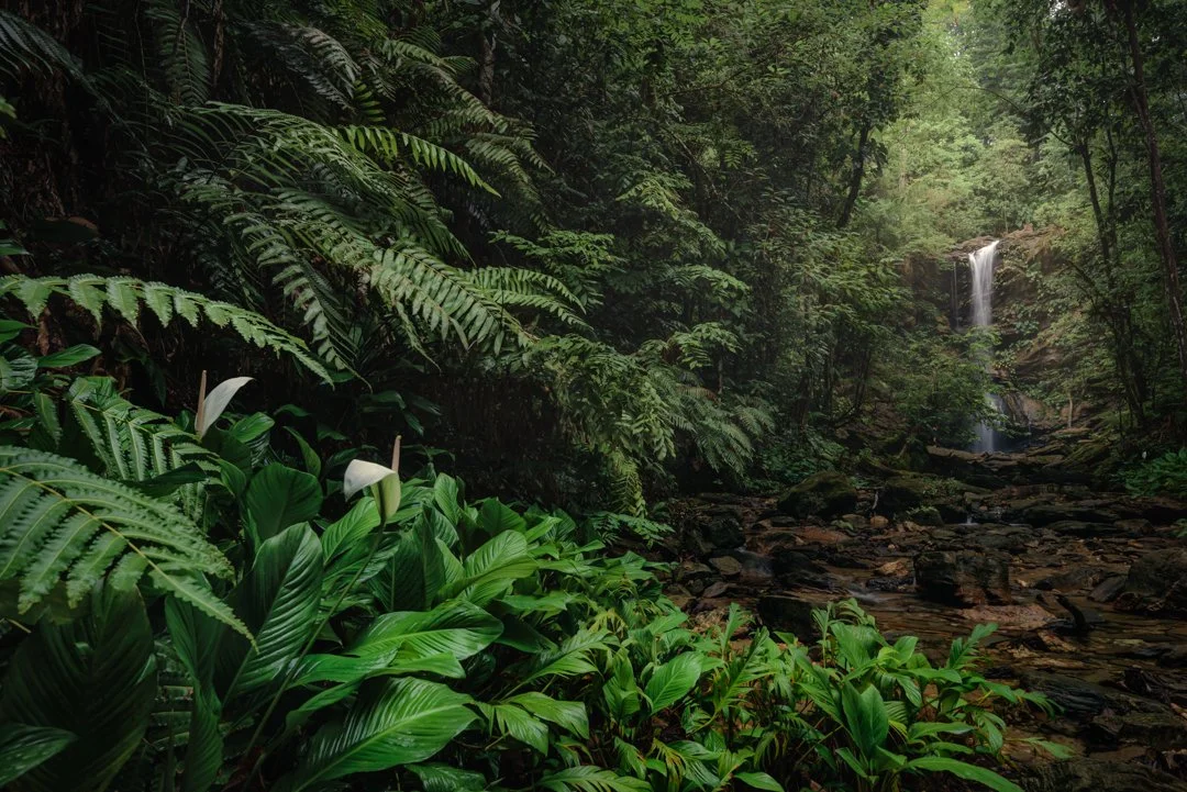 "Avocat Dreams" 2020. Marianne waterfall, otherwise known as Avocat Falls is seen in the distance amongst the dense foliage and lush greens of the forested surroundings, truly a gem of a location.