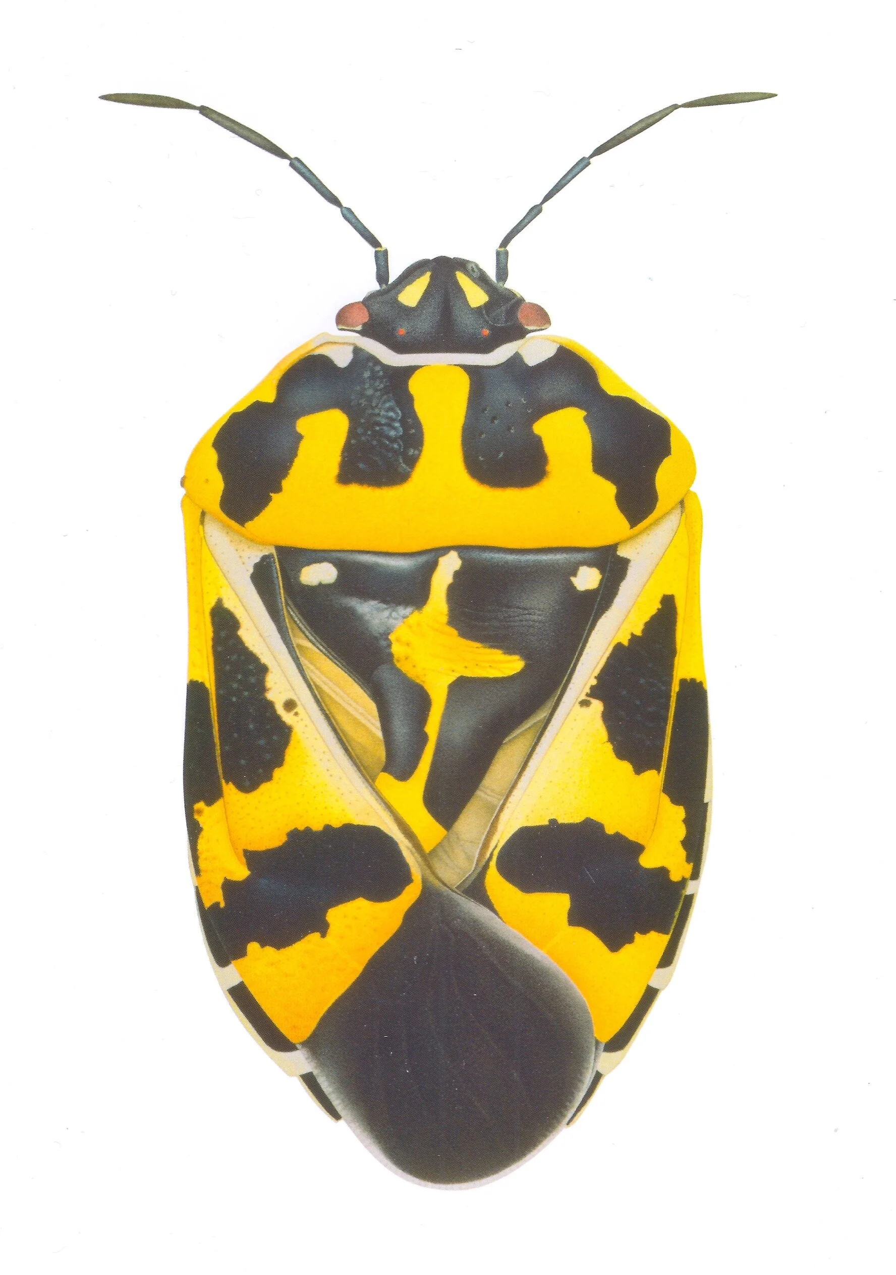 Painting as Sensuous Critique: Cornelia Hesse-Honegger’s Irradiated Insects