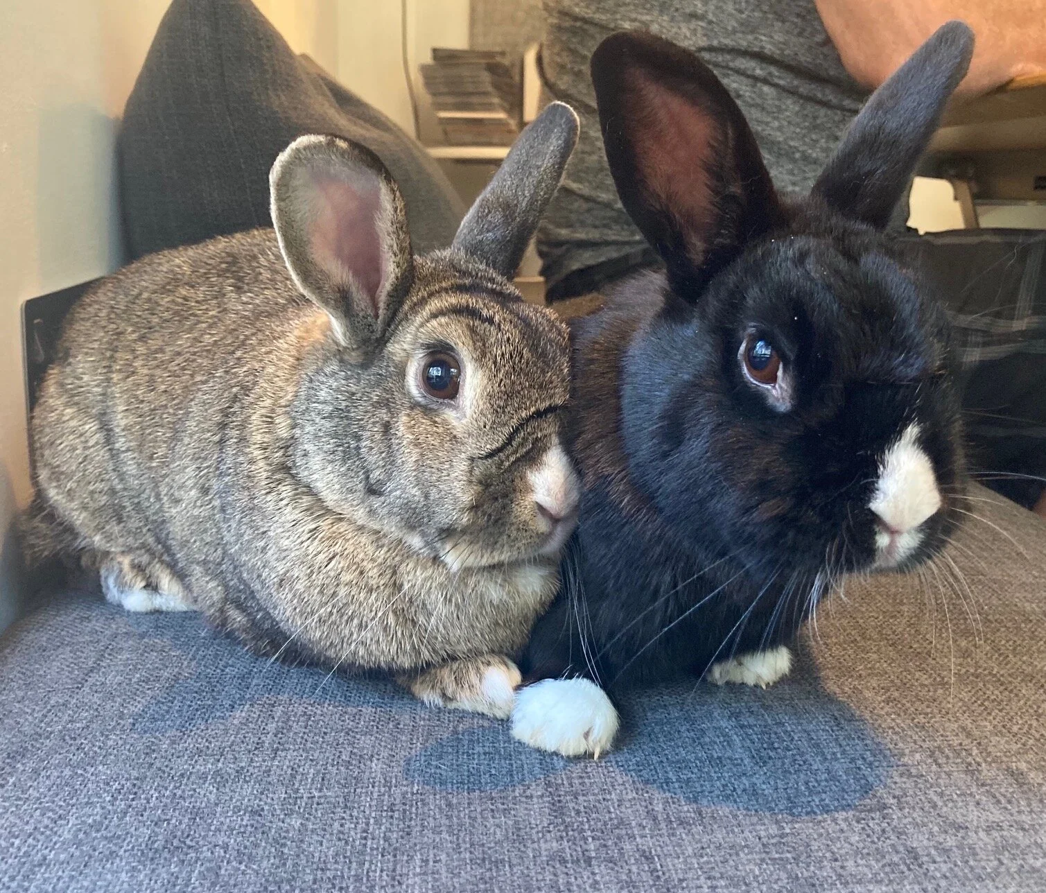 Jack Black and Luke Carrotwalker