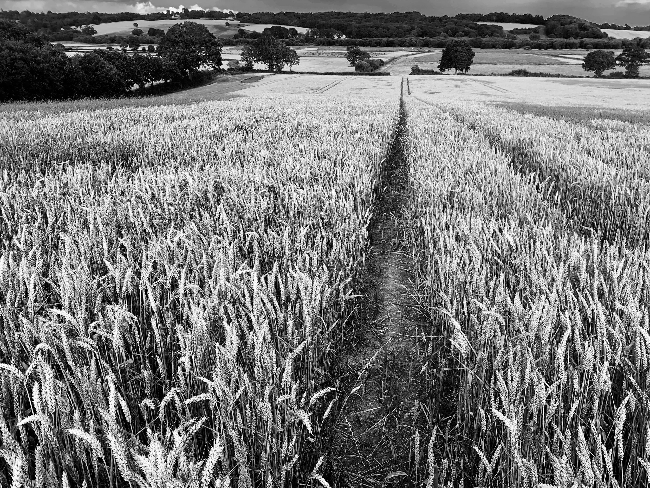 Wealden by Rob Pursey