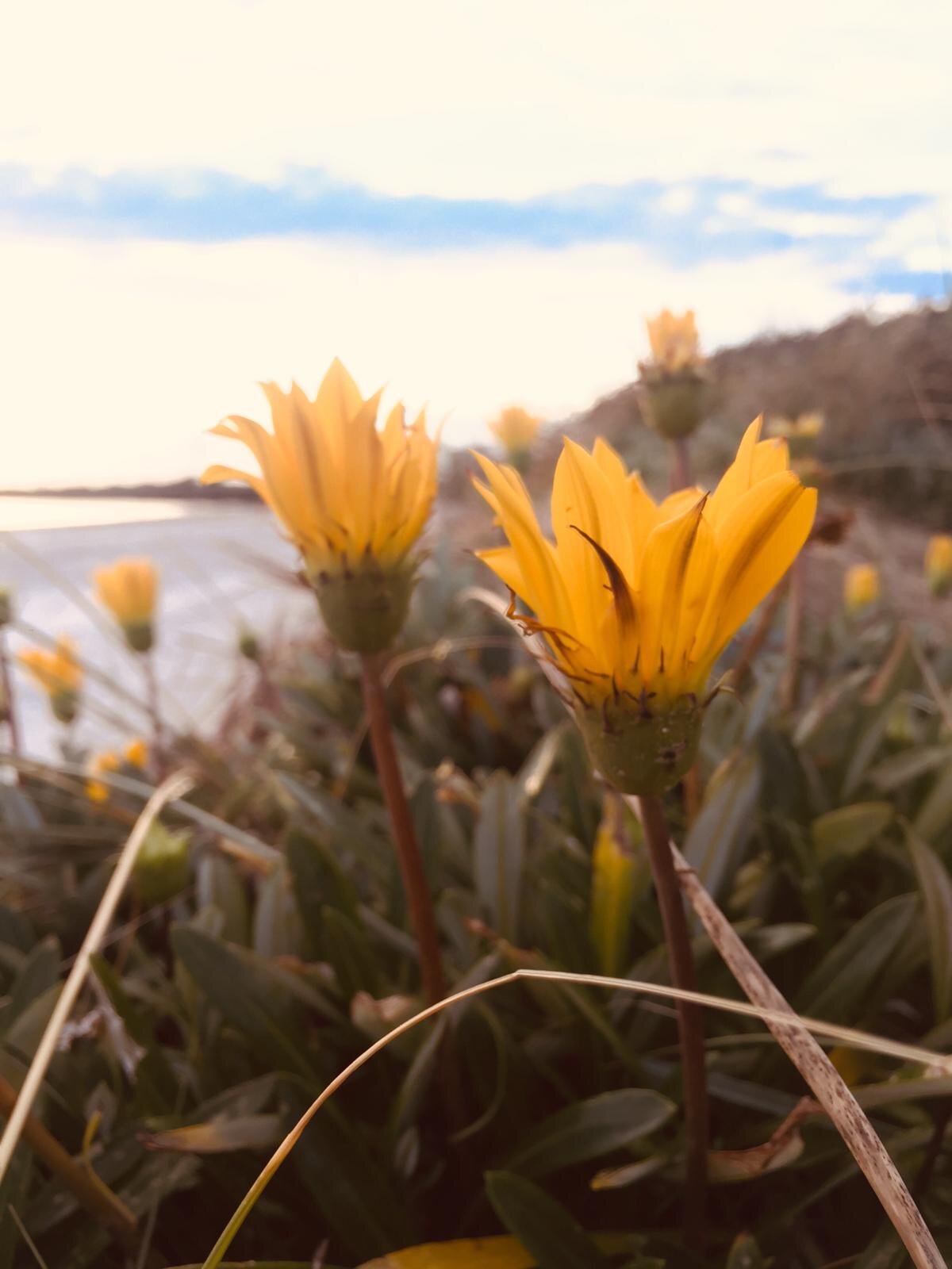 Essential oils workshop 