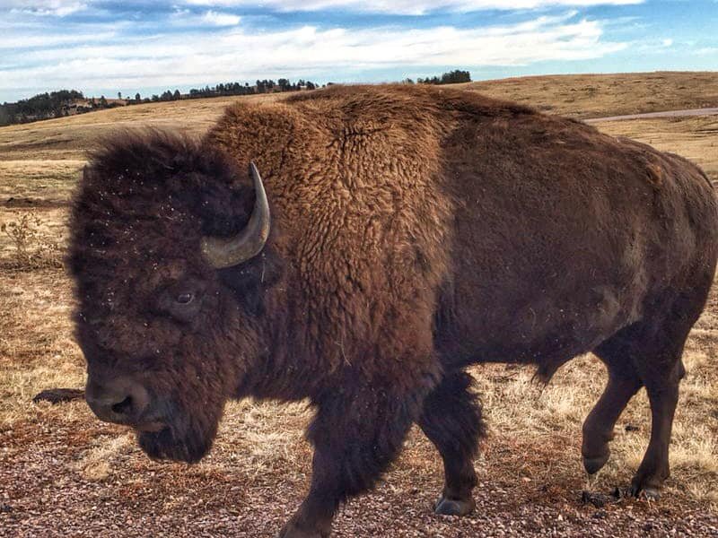 Custer State Park