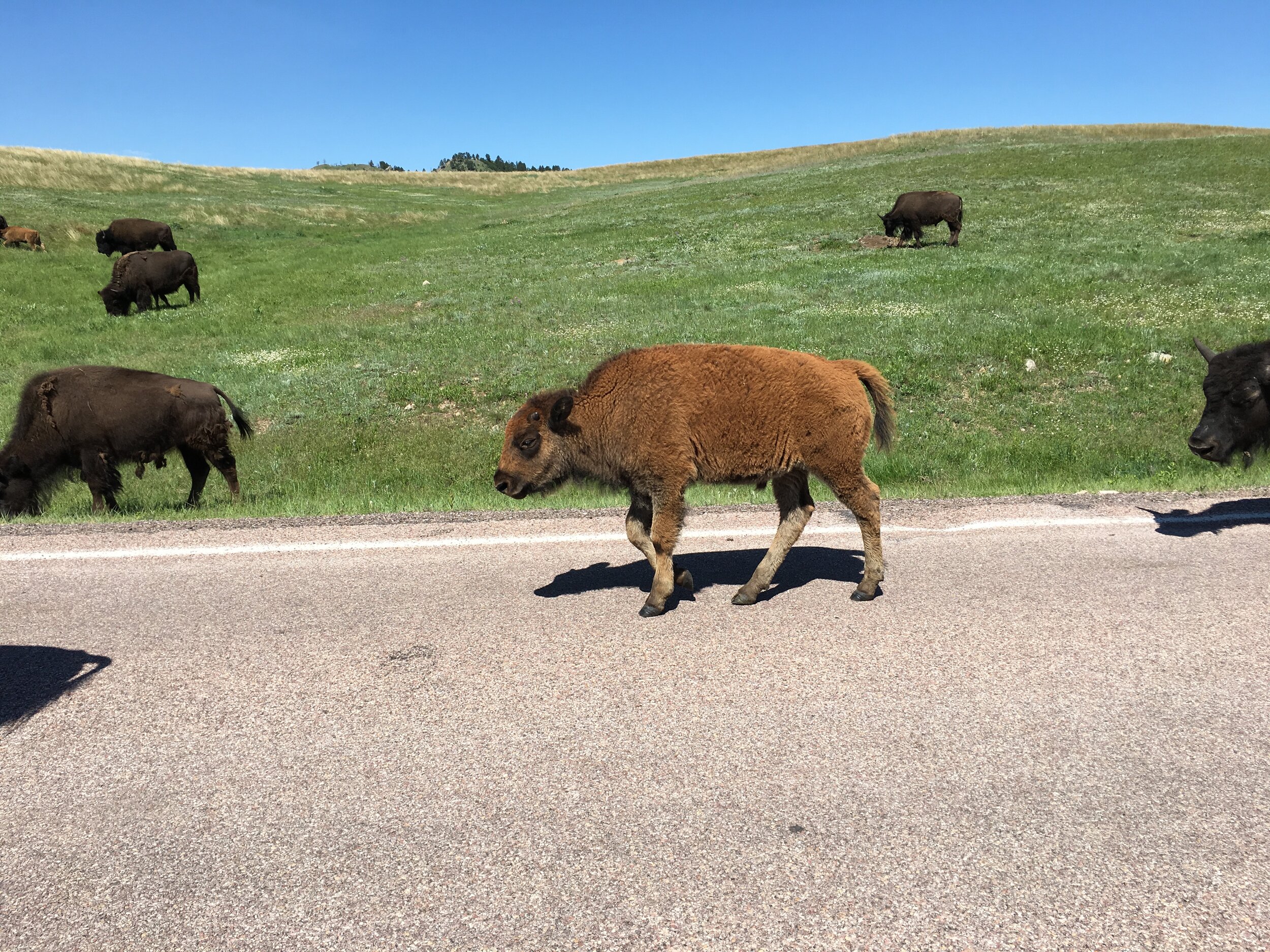 Young Bison Walking