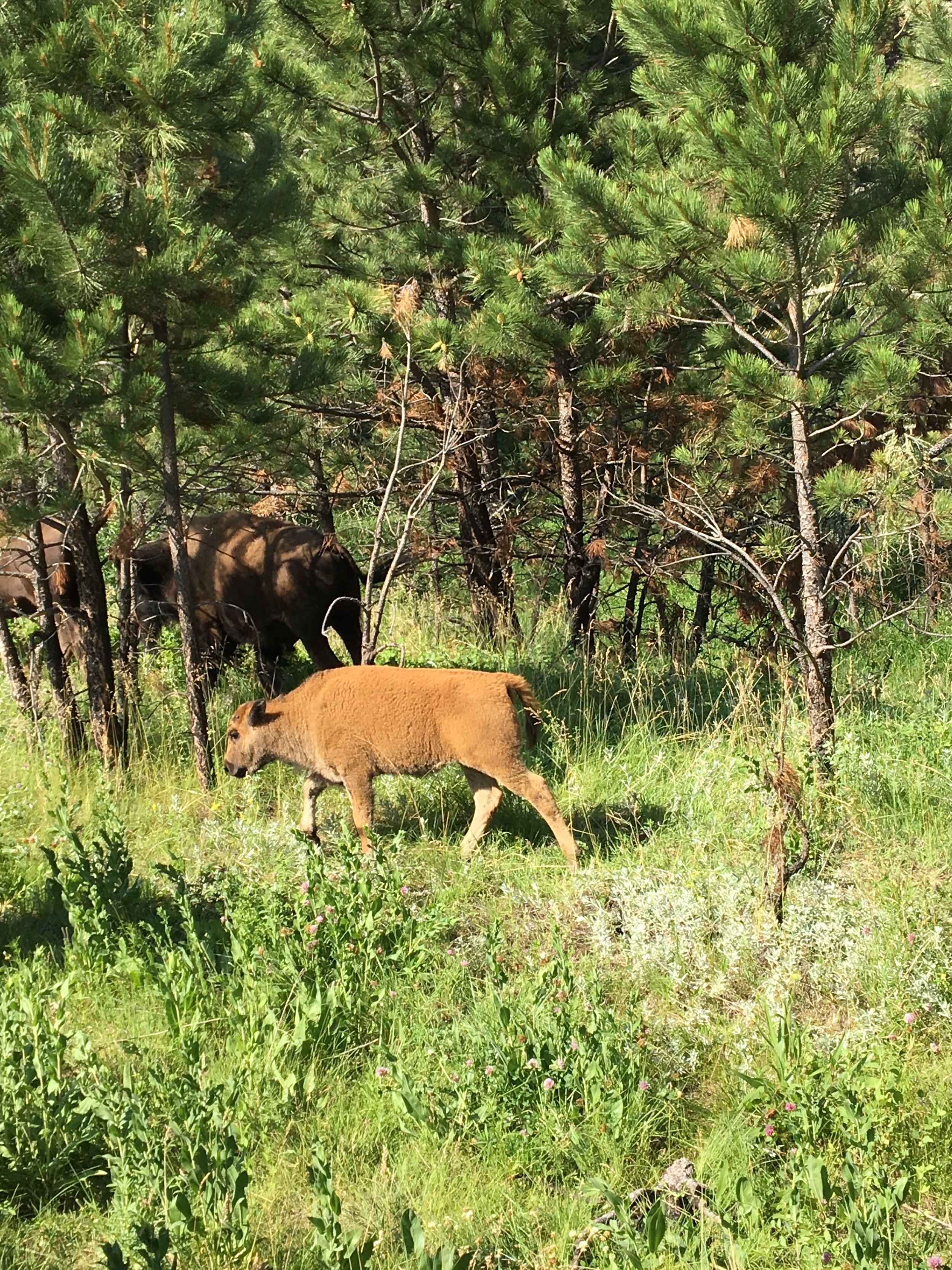 Young Bison 