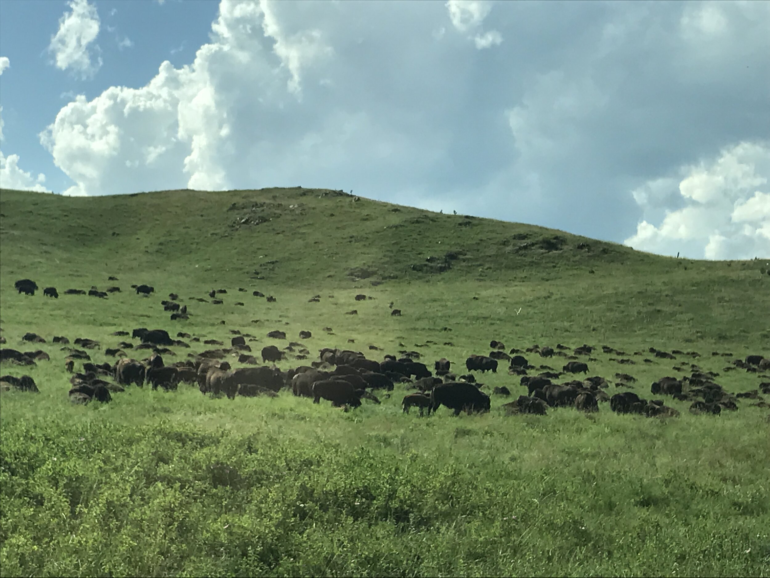 Bison Black Hills South Dakota