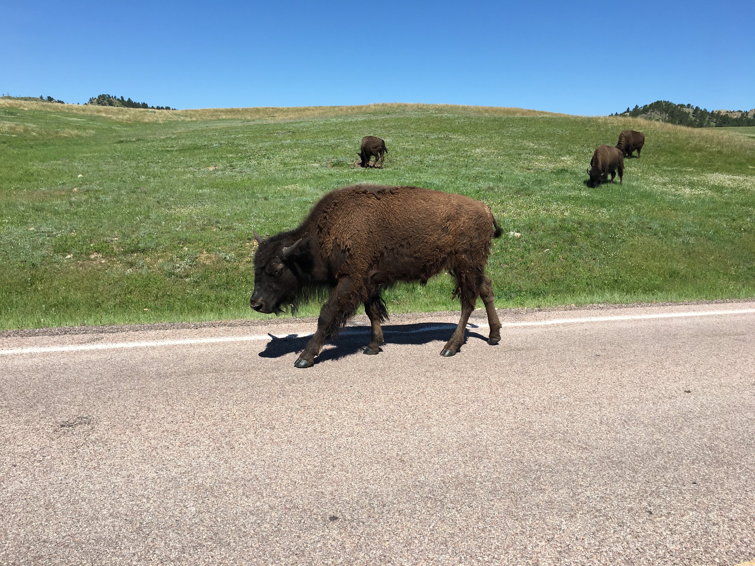 buffalo walking prairie 
